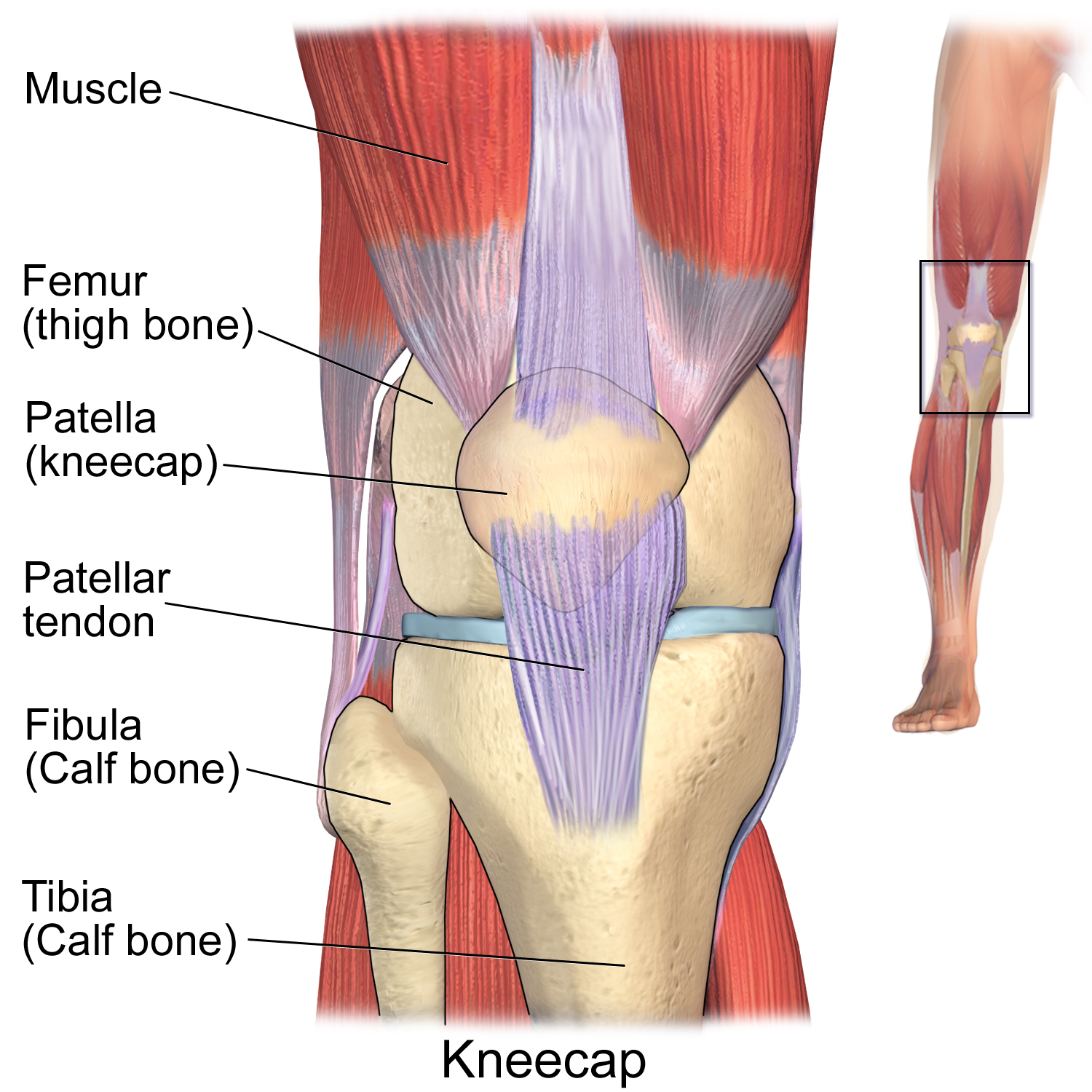 Protect Knees While Working Out